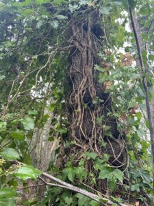 Tree with ivy